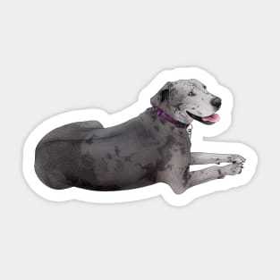 Great Dane Sticker